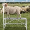 VEVOR Goat & Sheep Stand, 51x23 inch Livestock Stand, Metal Livestock Milking and Shearing Stand 21" to 33" Adjustable Height, with Headpiece and Nose Loop, 500lbs Loading Weight, White