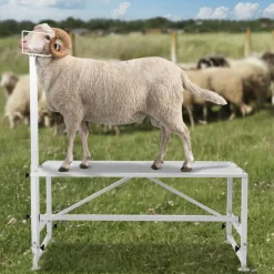 VEVOR Goat & Sheep Stand, 51x23 inch Livestock Stand, Metal Livestock Milking and Shearing Stand 21" to 33" Adjustable Height, with Headpiece and Nose Loop, 500lbs Loading Weight, White