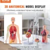 VEVOR Human Anatomy Models Bundle Set, Brain, Human Torso Body, Heart, Skeleton Model Set of 4, Hands-on 3D Model Study Tools Teaching Models for Physiology Students or as Educational Kit for Kids