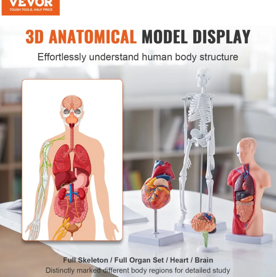 VEVOR Human Anatomy Models Bundle Set, Brain, Human Torso Body, Heart, Skeleton Model Set of 4, Hands-on 3D Model Study Tools Teaching Models for Physiology Students or as Educational Kit for Kids