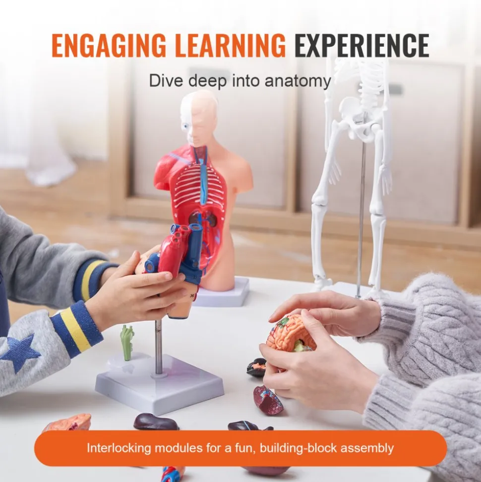 VEVOR Human Anatomy Models Bundle Set, Brain, Human Torso Body, Heart, Skeleton Model Set of 4, Hands-on 3D Model Study Tools Teaching Models for Physiology Students or as Educational Kit for Kids