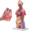 VEVOR Human Body Model, 23 Parts 18 inch, Human Torso Anatomy Model Unisex Anatomical Skeleton Model with Removable Organs, Educational Teaching Tool for Students Science Learning Education Display