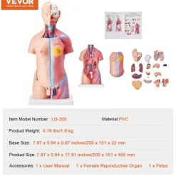 VEVOR Human Body Model, 23 Parts 18 inch, Human Torso Anatomy Model Unisex Anatomical Skeleton Model with Removable Organs, Educational Teaching Tool for Students Science Learning Education Display