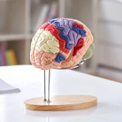 VEVOR Human Brain Model Anatomy, 2X Life-Size 4-Part Human Brain Anatomical Model with Labels & Display Base, Color-Coded Detachable Brain Model for Science Research Teaching Learning Study Display