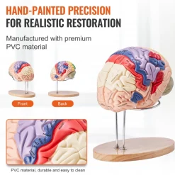 VEVOR Human Brain Model Anatomy, 2X Life-Size 4-Part Human Brain Anatomical Model with Labels & Display Base, Color-Coded Detachable Brain Model for Science Research Teaching Learning Study Display
