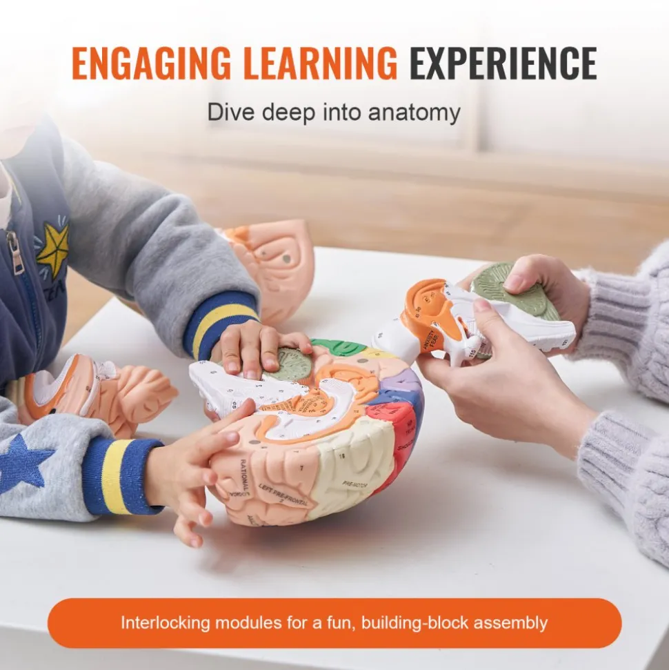VEVOR Human Brain Model Anatomy, 2X Life-Size 4-Part Human Brain Anatomical Model with Labels & Display Base, Color-Coded Detachable Brain Model for Science Research Teaching Learning Study Display