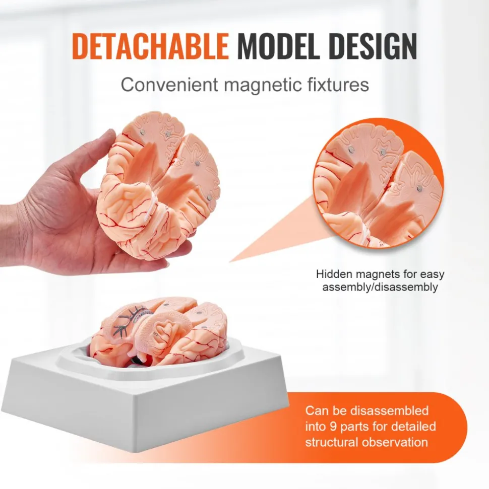 VEVOR Human Brain Model Anatomy, 1:1 Life-Size 9-Part Human Brain Anatomical Model with Labels & Display Base, Detachable Brain Model for Science Research Teaching Learning Classroom Study Display