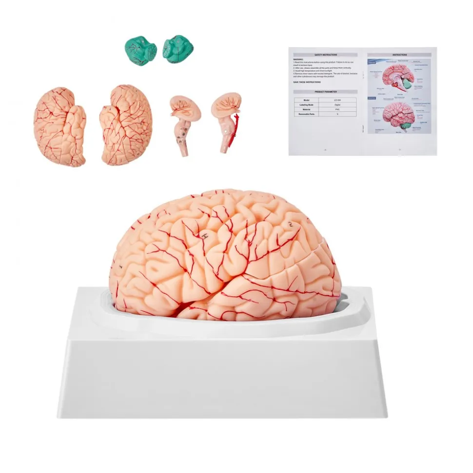 VEVOR Human Brain Model Anatomy, 1:1 Life-Size 9-Part Human Brain Anatomical Model with Labels & Display Base, Detachable Brain Model for Science Research Teaching Learning Classroom Study Display