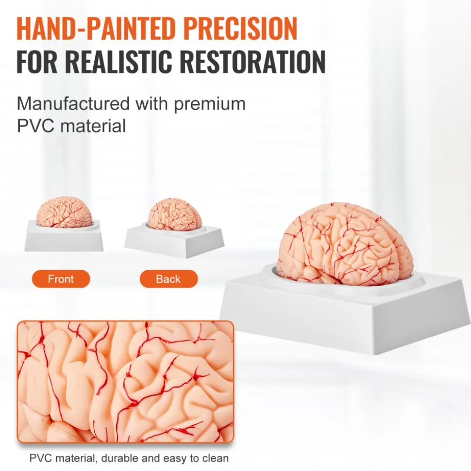 VEVOR Human Brain Model Anatomy, 1:1 Life-Size 9-Part Human Brain Anatomical Model with Labels & Display Base, Detachable Brain Model for Science Research Teaching Learning Classroom Study Display