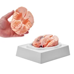 VEVOR Human Brain Model Anatomy, 1:1 Life-Size 9-Part Human Brain Anatomical Model with Labels & Display Base, Detachable Brain Model for Science Research Teaching Learning Classroom Study Display