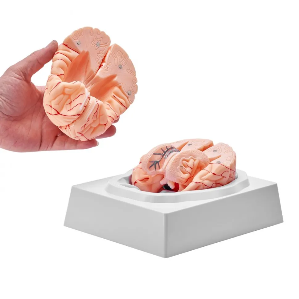VEVOR Human Brain Model Anatomy, 1:1 Life-Size 9-Part Human Brain Anatomical Model with Labels & Display Base, Detachable Brain Model for Science Research Teaching Learning Classroom Study Display