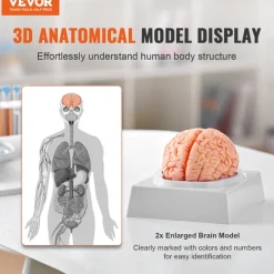VEVOR Human Brain Model Anatomy, 1:1 Life-Size 9-Part Human Brain Anatomical Model with Labels & Display Base, Detachable Brain Model for Science Research Teaching Learning Classroom Study Display