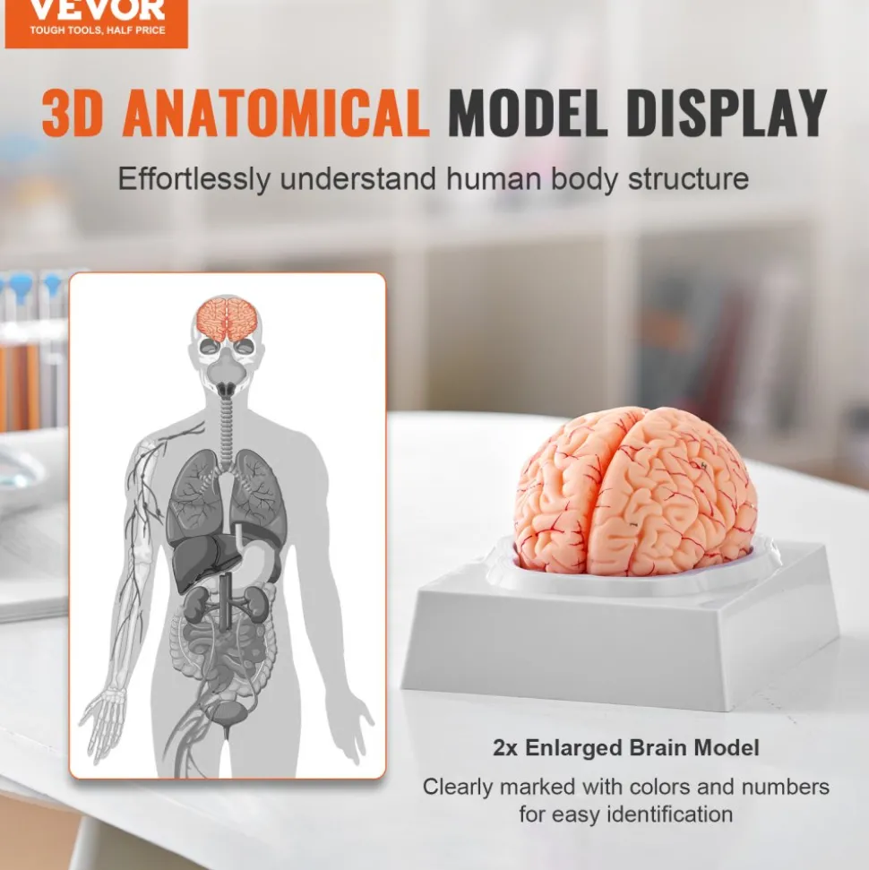 VEVOR Human Brain Model Anatomy, 1:1 Life-Size 9-Part Human Brain Anatomical Model with Labels & Display Base, Detachable Brain Model for Science Research Teaching Learning Classroom Study Display
