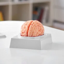 VEVOR Human Brain Model Anatomy, 1:1 Life-Size 9-Part Human Brain Anatomical Model with Labels & Display Base, Detachable Brain Model for Science Research Teaching Learning Classroom Study Display