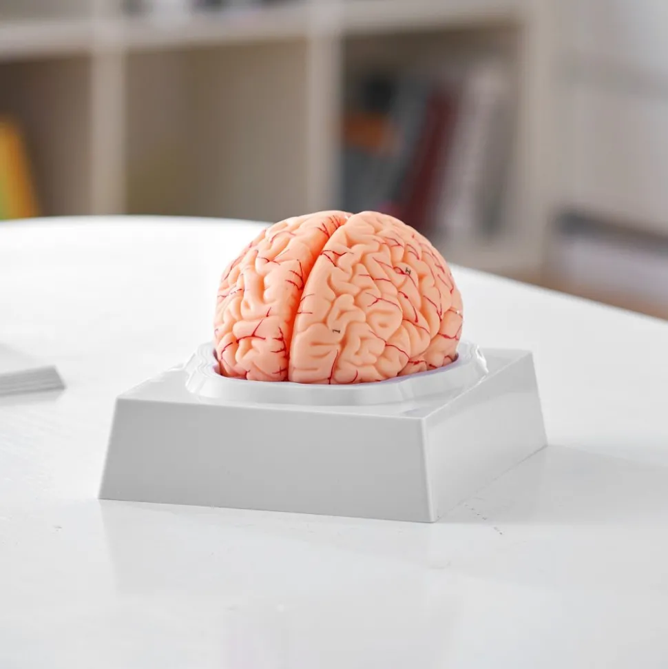 VEVOR Human Brain Model Anatomy, 1:1 Life-Size 9-Part Human Brain Anatomical Model with Labels & Display Base, Detachable Brain Model for Science Research Teaching Learning Classroom Study Display