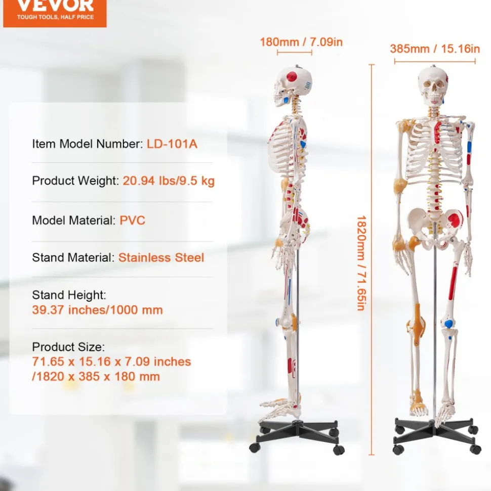 VEVOR Human Skeleton Model for Anatomy, 71.65" Life Size, Accurate PVC Anatomy Skeleton Model with Ligaments, Movable Arms, Legs & Jaw, with Muscle Origin & Insertion Points, for Professional Teaching
