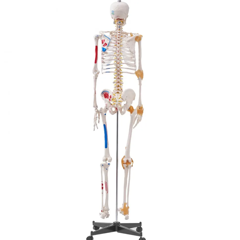 VEVOR Human Skeleton Model for Anatomy, 71.65" Life Size, Accurate PVC Anatomy Skeleton Model with Ligaments, Movable Arms, Legs & Jaw, with Muscle Origin & Insertion Points, for Professional Teaching
