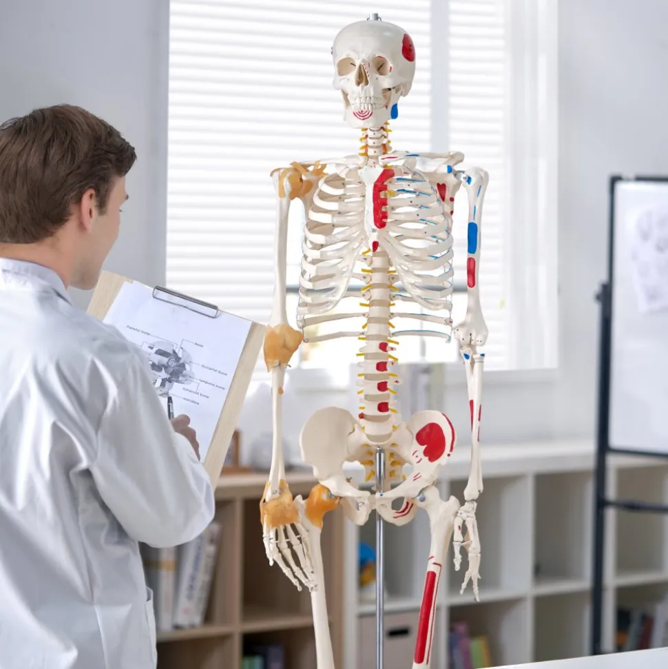 VEVOR Human Skeleton Model for Anatomy, 71.65" Life Size, Accurate PVC Anatomy Skeleton Model with Ligaments, Movable Arms, Legs & Jaw, with Muscle Origin & Insertion Points, for Professional Teaching