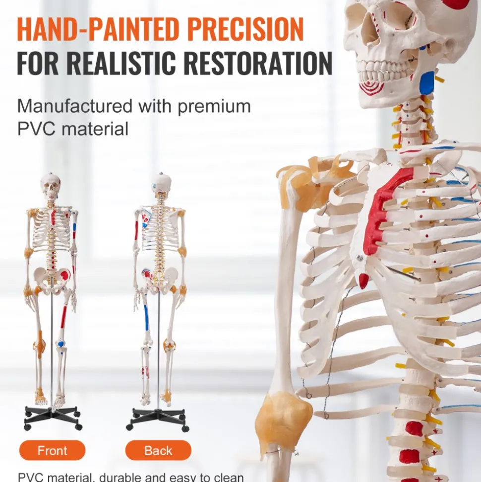 VEVOR Human Skeleton Model for Anatomy, 71.65" Life Size, Accurate PVC Anatomy Skeleton Model with Ligaments, Movable Arms, Legs & Jaw, with Muscle Origin & Insertion Points, for Professional Teaching
