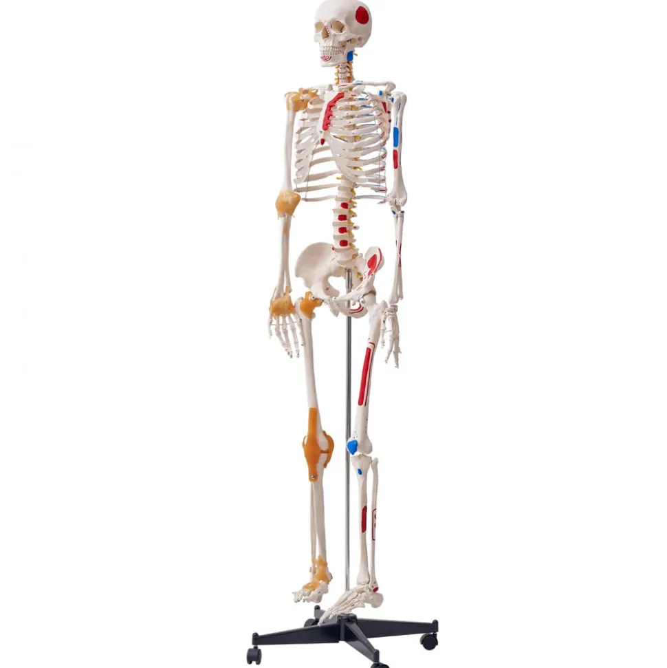 VEVOR Human Skeleton Model for Anatomy, 71.65" Life Size, Accurate PVC Anatomy Skeleton Model with Ligaments, Movable Arms, Legs & Jaw, with Muscle Origin & Insertion Points, for Professional Teaching
