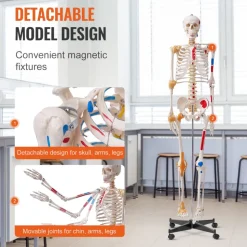 VEVOR Human Skeleton Model for Anatomy, 71.65
