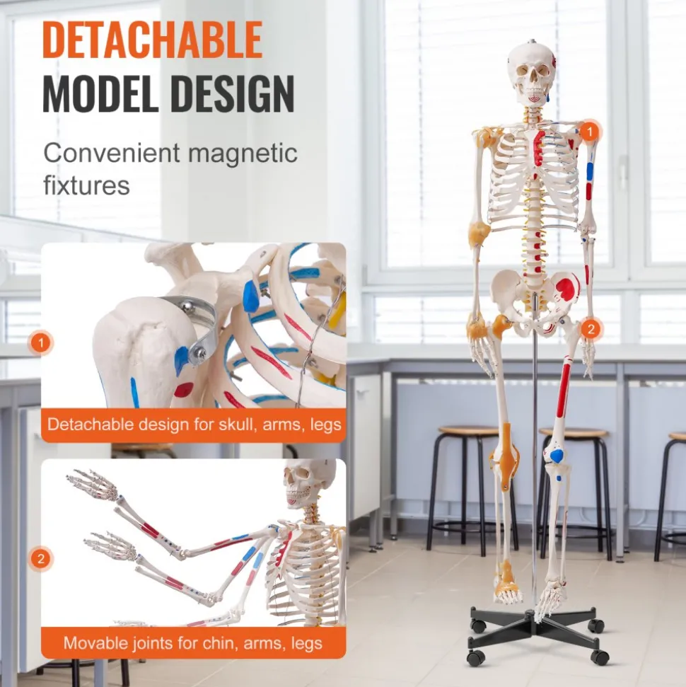 VEVOR Human Skeleton Model for Anatomy, 71.65" Life Size, Accurate PVC Anatomy Skeleton Model with Ligaments, Movable Arms, Legs & Jaw, with Muscle Origin & Insertion Points, for Professional Teaching