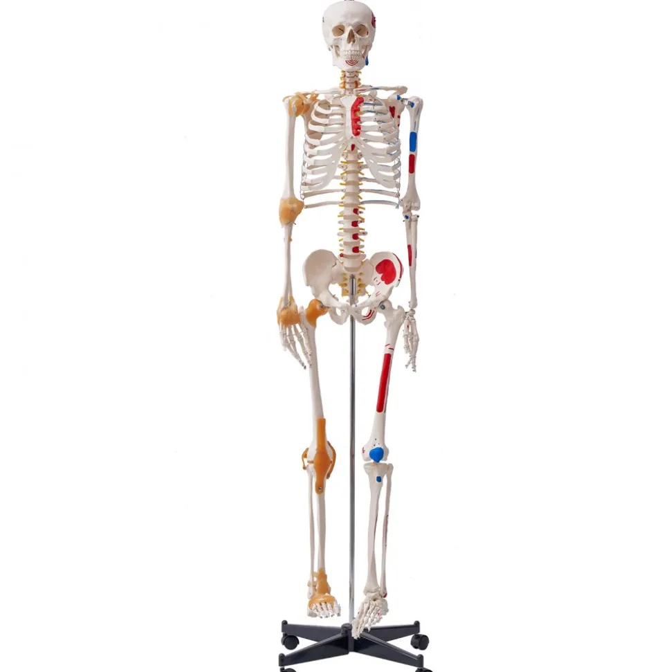VEVOR Human Skeleton Model for Anatomy, 71.65" Life Size, Accurate PVC Anatomy Skeleton Model with Ligaments, Movable Arms, Legs & Jaw, with Muscle Origin & Insertion Points, for Professional Teaching