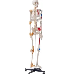 VEVOR Human Skeleton Model for Anatomy, 71.65