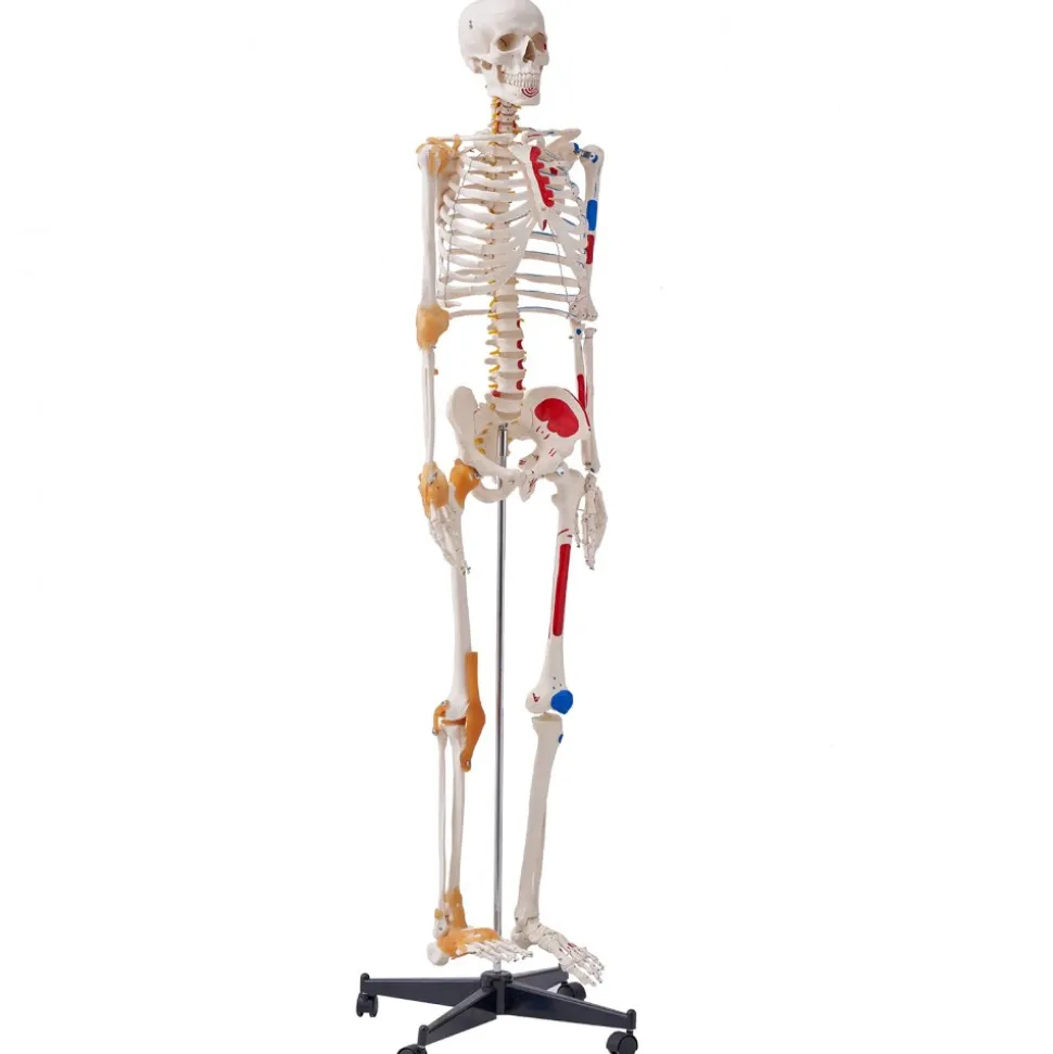 VEVOR Human Skeleton Model for Anatomy, 71.65" Life Size, Accurate PVC Anatomy Skeleton Model with Ligaments, Movable Arms, Legs & Jaw, with Muscle Origin & Insertion Points, for Professional Teaching