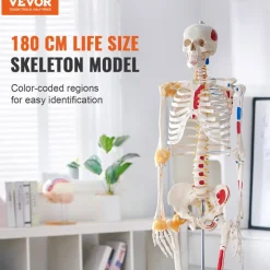 VEVOR Human Skeleton Model for Anatomy, 71.65