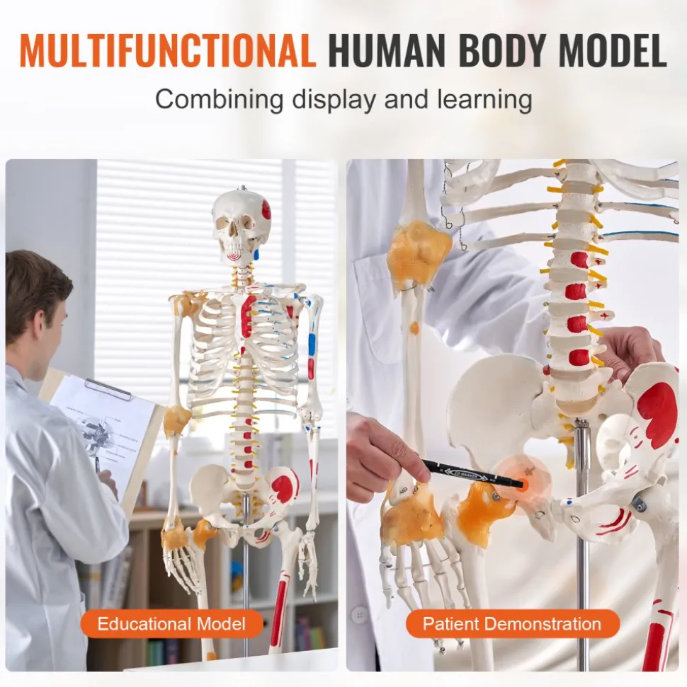 VEVOR Human Skeleton Model for Anatomy, 71.65" Life Size, Accurate PVC Anatomy Skeleton Model with Ligaments, Movable Arms, Legs & Jaw, with Muscle Origin & Insertion Points, for Professional Teaching