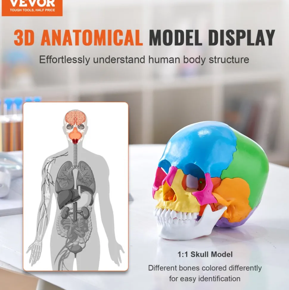 VEVOR Human Skull Model, 22 Parts Human Skull Anatomy, Life-Size Painted Anatomy Skull Model, PVC Anatomical Skull, Detachable Learning Skull Model, for Professional Teaching, Researching and Learning