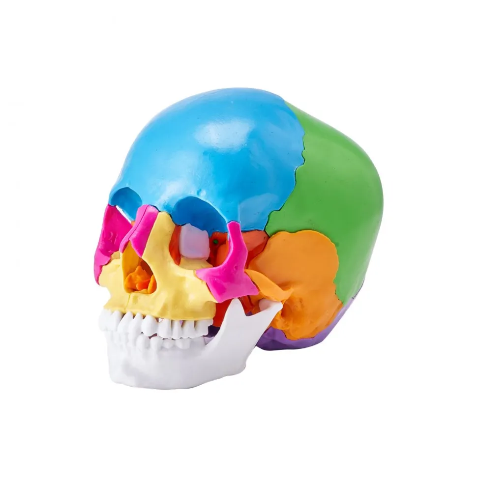 VEVOR Human Skull Model, 22 Parts Human Skull Anatomy, Life-Size Painted Anatomy Skull Model, PVC Anatomical Skull, Detachable Learning Skull Model, for Professional Teaching, Researching and Learning