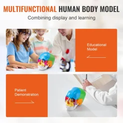 VEVOR Human Skull Model, 22 Parts Human Skull Anatomy, Life-Size Painted Anatomy Skull Model, PVC Anatomical Skull, Detachable Learning Skull Model, for Professional Teaching, Researching and Learning