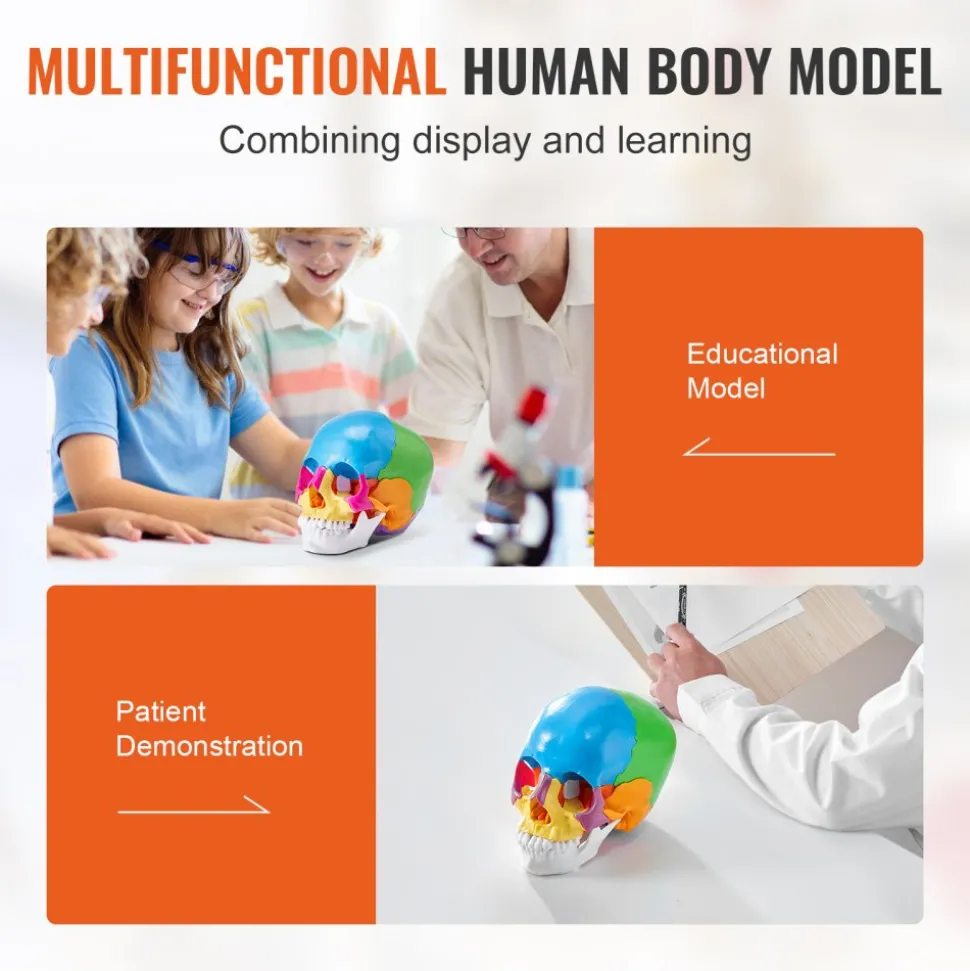 VEVOR Human Skull Model, 22 Parts Human Skull Anatomy, Life-Size Painted Anatomy Skull Model, PVC Anatomical Skull, Detachable Learning Skull Model, for Professional Teaching, Researching and Learning