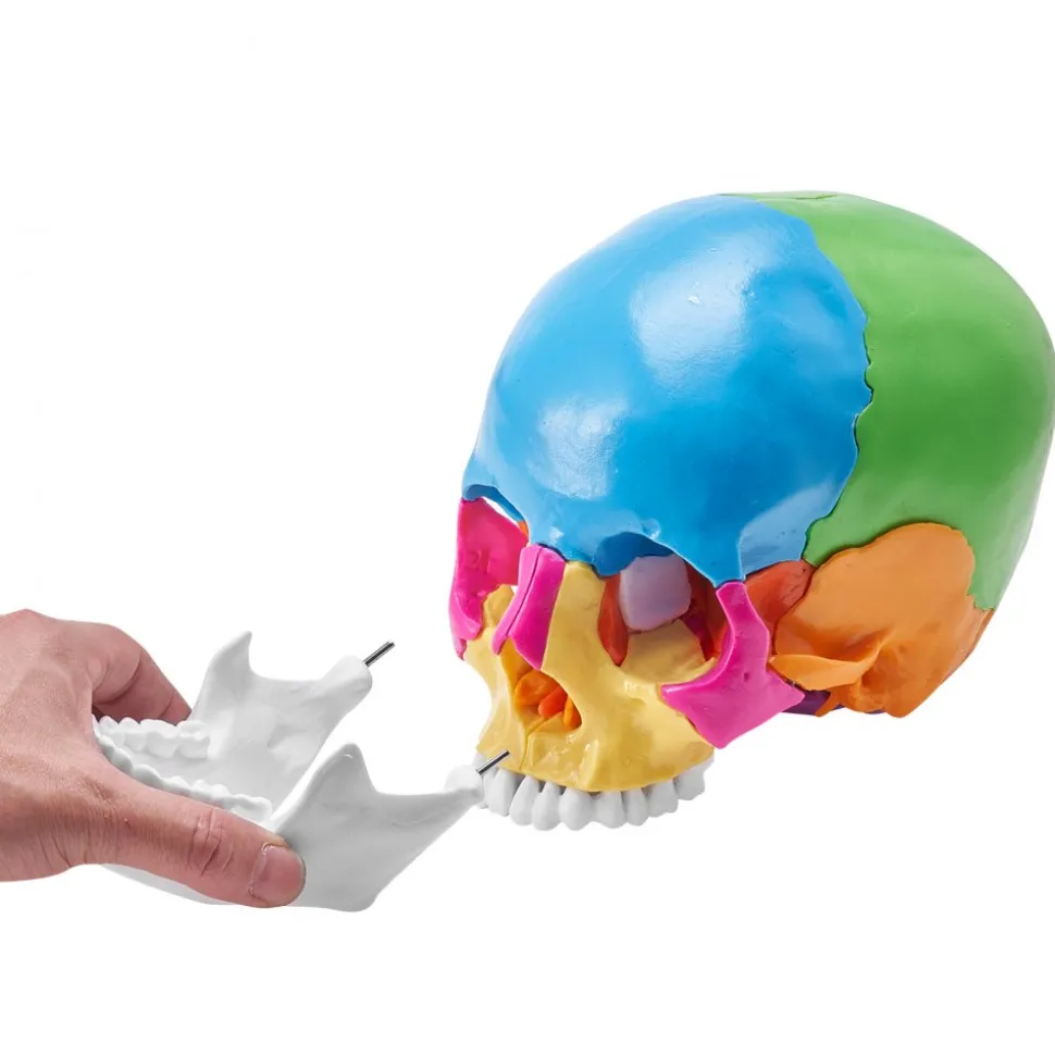 VEVOR Human Skull Model, 22 Parts Human Skull Anatomy, Life-Size Painted Anatomy Skull Model, PVC Anatomical Skull, Detachable Learning Skull Model, for Professional Teaching, Researching and Learning
